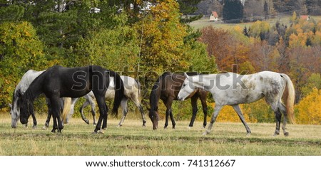 horses on a mountain meadow on a yellow meadow at a sunny autumn day,Arabian horse
