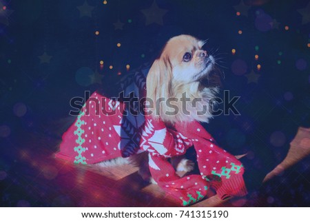 Little red pekingese dog with christmas lights at cozy home. New year Santa dog. A small dog in a sweater sits on the background of a Christmas tree and lights. Cute sitting senior dog in a Christmas