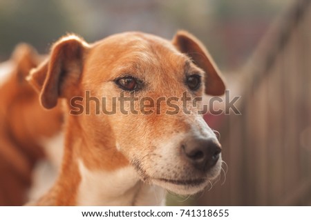 fox terrier hunting dog portrait in autumn