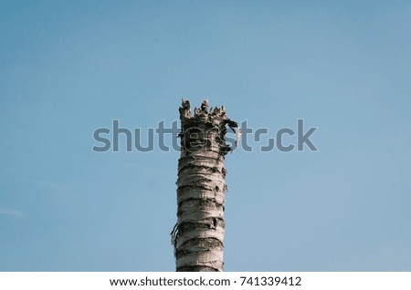 Dead coconut tree on blue sky background, lonely concept