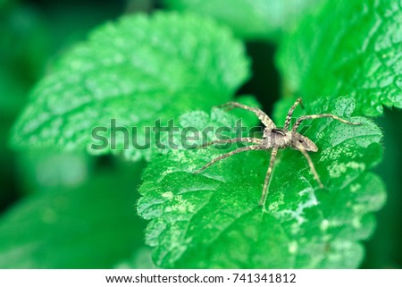 Nursery Web Spider Sitting On Green Leaf In Garden