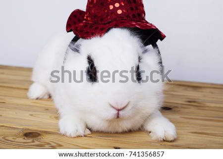 White rabbit with hat for a witch on the white background in the studio