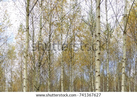 Beautiful autumn birch forest with grass and fallen yellow autumn leaves in Europe, Latvia. Feels like fairytale. 