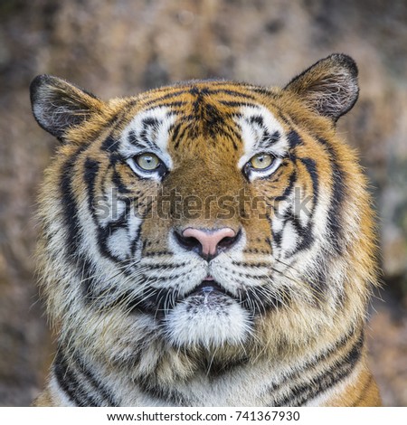 Tiger face 