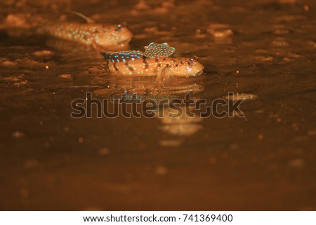 the female fish mudskipper crawled on the muddy shoal cave filled with seawater