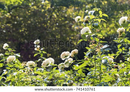 field of beautiful white rose