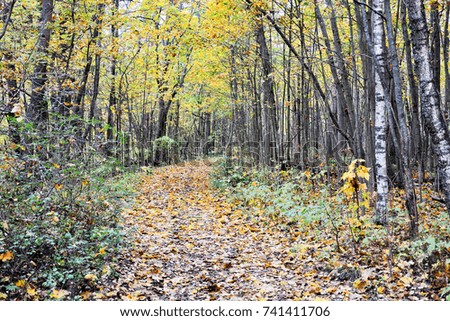 Autumnal forest path. Traditional Russian forest
