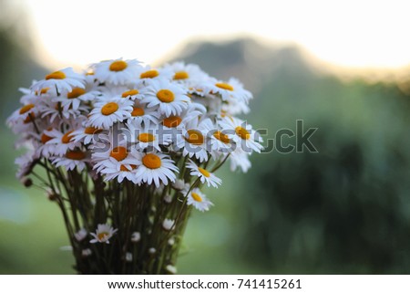 Large bouquet of field chamomiles in a vase on a sunset background. Grass flowers, Daisy flowers, Little white flower grass
