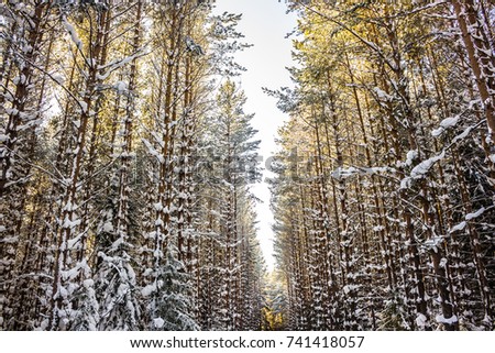 Winter landscape. Walk in winter woods. Snow world. Beautiful and unusual roads and forest trails. The snowy forest. The winter is tale.