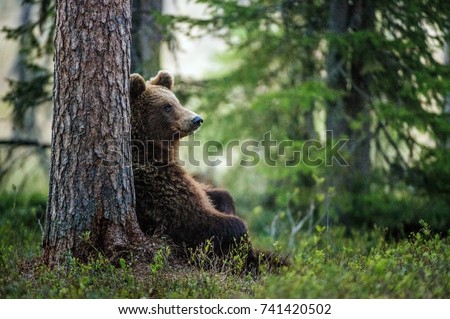 Wild adult Brown Bear ( Ursus Arctos ) in the summer forest.  Royalty-Free Stock Photo #741420502