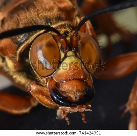 Close up picture of the face of a Cicada Killer Wasp or Cicada hawk.