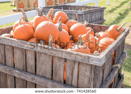 Large wooden crate of pumpkins ready for sale at an orchard Royalty-Free Stock Photo #741428560