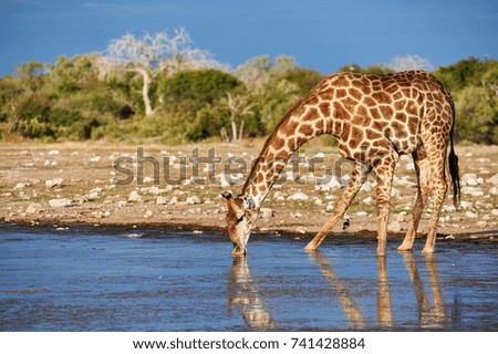 Beautiful giraffe is drinking in a waterhole 