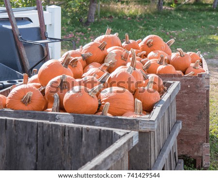 Large wooden crate of pumpkins ready for sale at an orchard Royalty-Free Stock Photo #741429544