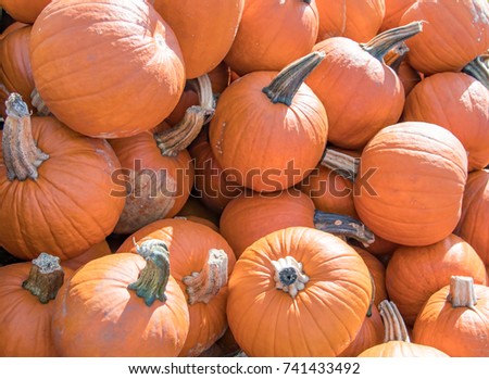An assortment of round pumpkins for sale at an orchard Royalty-Free Stock Photo #741433492