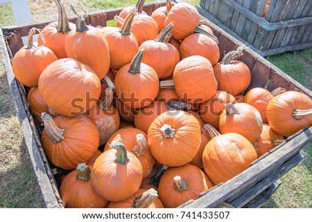 Large wooden crate of pumpkins ready for sale at an orchard Royalty-Free Stock Photo #741433507