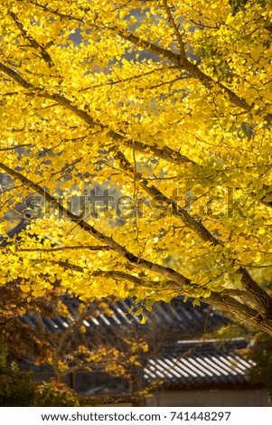 Ginkgo yellow leaf in Autumn season