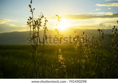field grass during the sunset, sunset on the top of grass