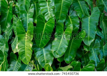 Green leaf texture background.