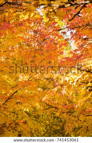 Collection of Beautiful Colorful Autumn Leaves 
