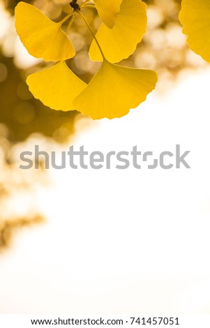 Ginkgo yellow leaf in Autumn season