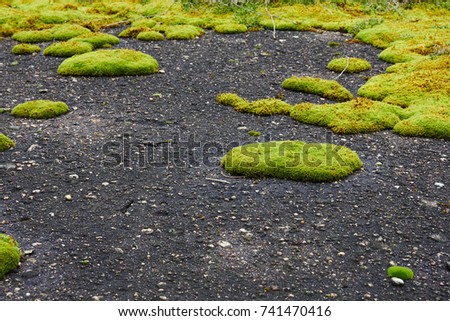 texture of moss in the old asphalt