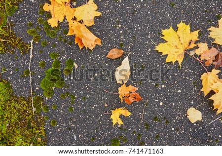 texture of moss on old asphalt, autumn foliage, plants near asphalt
