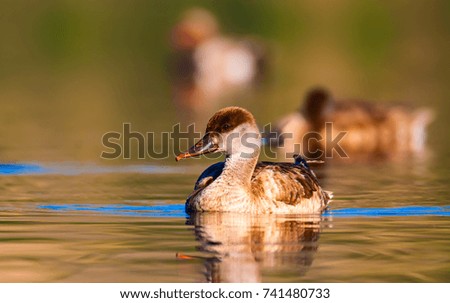 Swimming duck. Water background. 