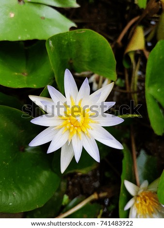 Lotus flower White with the morning light.