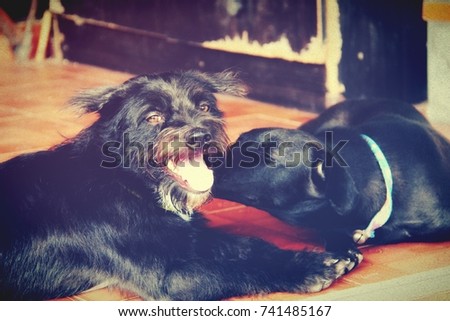 two cute puppy dogs, terrier and labrador, they are happy. The labrador kiss the terrier, lovely couple dog 