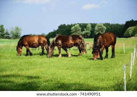 Beautiful horses on pasture.