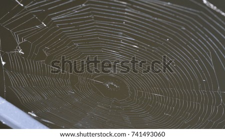 Spiderweb over a dark, dirty lake 
