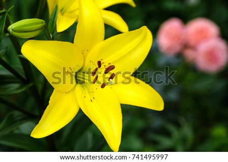 big blooming yellow bud of lily flower in center with focus on pistil and stamen and blurred roses on background