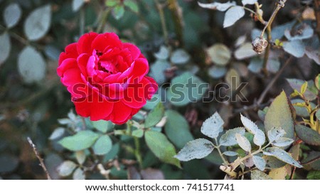 Beauty full Red Rose With Leaves