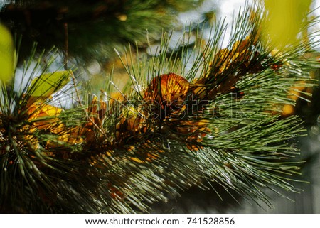 The pine branch with fallen yellow leaves