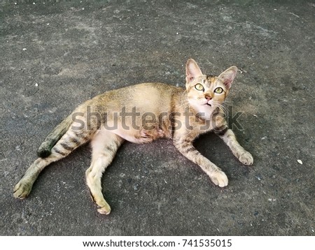 The yellow tiger pattern cat sitting on cement floor