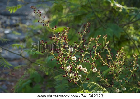 wild flower from Kodikuthi mala, Kodikuthi mala is a hill station in the Malappuram district of Kerala in India.