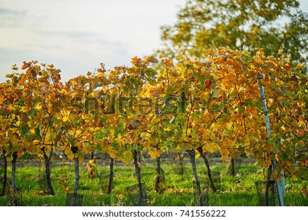 Autumn colored vineyard with yellow leaves