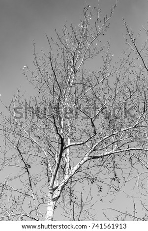 tree branch silhouette on a white background