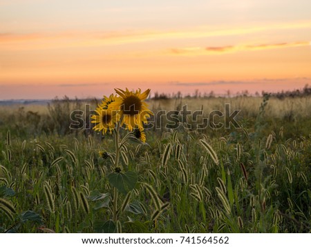 backlight sunflowers with orange sunset sky