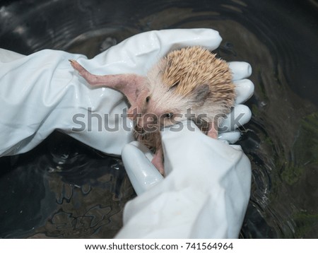The cute hedgehog is being clean-up with water by the owner