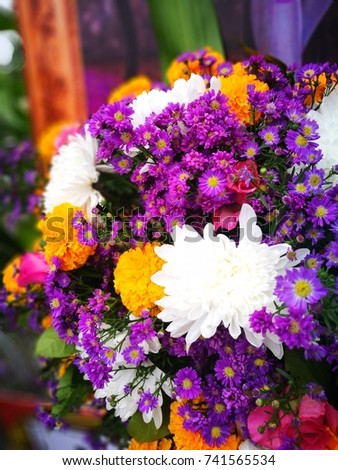 Bunch of chrysanthemums and purple flowers.chrysanthemums contain pyrethrums, they are used as companion plants to repel pest insects from nearby crops and ornamental plants.