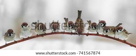 panoramic picture of funny cute birds sparrows sitting on a branch in the Park and look forward