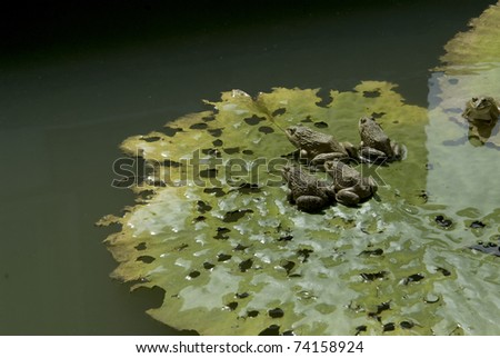 lake with frog sitting in water lily.