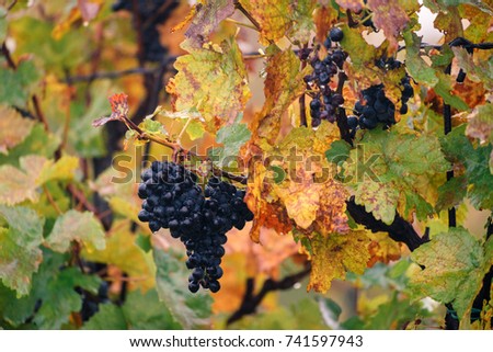 Autumnal vineyard with mature bunches of grapes in South Moravia region
