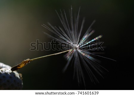The last seed of a dandelion