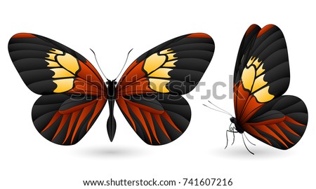 Set of colorful realistic butterflies. Front and side view. Vector 3D illustration