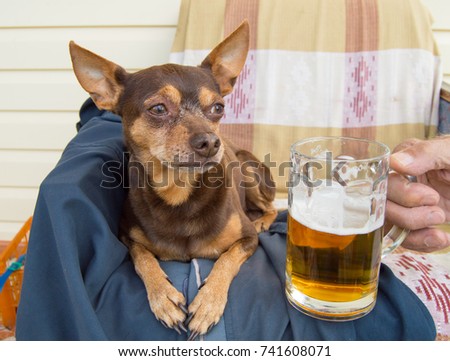Funny cute dog with a beer, which offers its owner. Humor. Royalty-Free Stock Photo #741608071