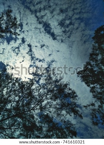 twin branches, leaves and sky backgrounds

