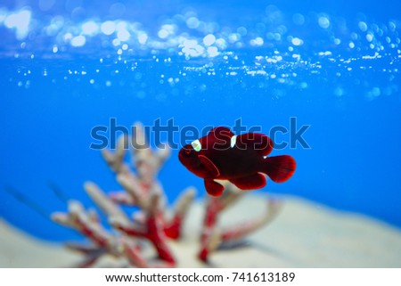 Red cartoon fish swimming in the water. The coral is in a beautiful glass cabinet.